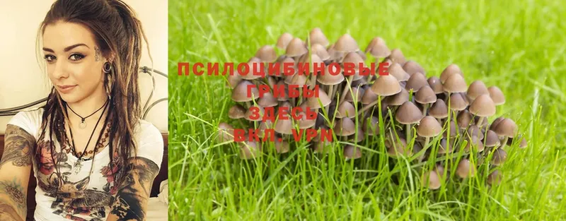 магазин продажи наркотиков  Киров  Галлюциногенные грибы Psilocybine cubensis 